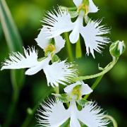 Habenaria radiata