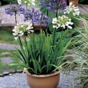 <p>Kärlekslilja (Afrikas lilja)</p>