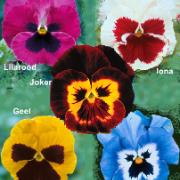 Kombinationserbjudande:
Jättevioler