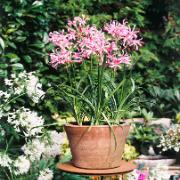 Nerine