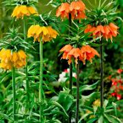 Kollektion med Kejsarkronor