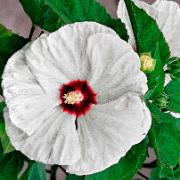 Jättehibiskus 'Old Yella'