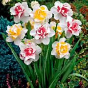 Narcisser 'Perfect Match' Mix