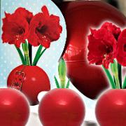 Röd amaryllis i röd julkula