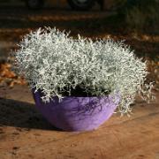 Artstone Fiona Planteringsskål - lila