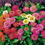 Fröband 'Thumbelina' Mix