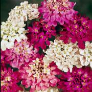 Fröband Roseniberis 'Dwarf Fairy' Mix