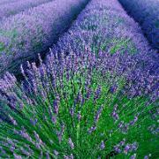 Fröband Lavendel 'Munstead'
