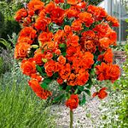 Stamros 'President Kekkonen'