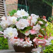 Doftande hängbegonia 'Angelique'