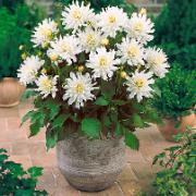 Terrassdahlia 'Aspen'