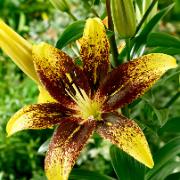 Asiatisk lilja Tango® ‘Graffity’