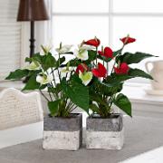 Rosenkalla - Konstgjord växt