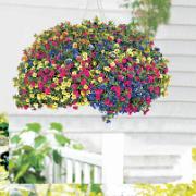 3 Calibrachoa Mix med hängkruka