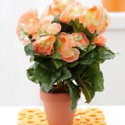 Begonia laxfärgad - Konstgjord växt