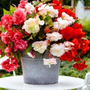 Doftande hängbegonior Mix