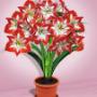 Amaryllis 'Minerva'