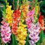 Fjärilsgladioler Mix