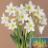 Amaryllis ’White Garden’
